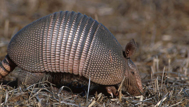 犰狳是一种什么动物看完实在喜欢不起来