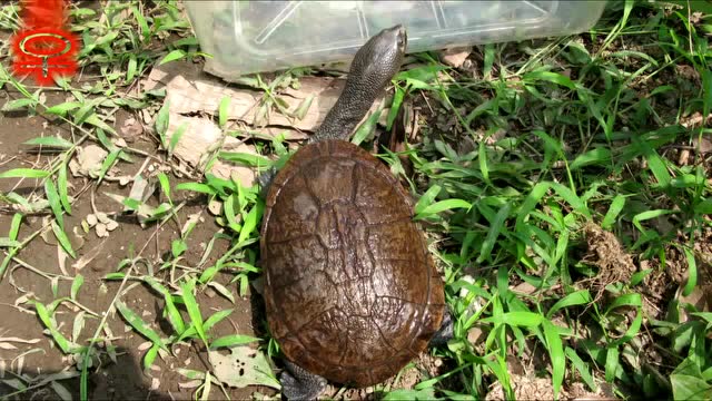在院子里散步的鳞背长颈龟又称雷曼长颈龟