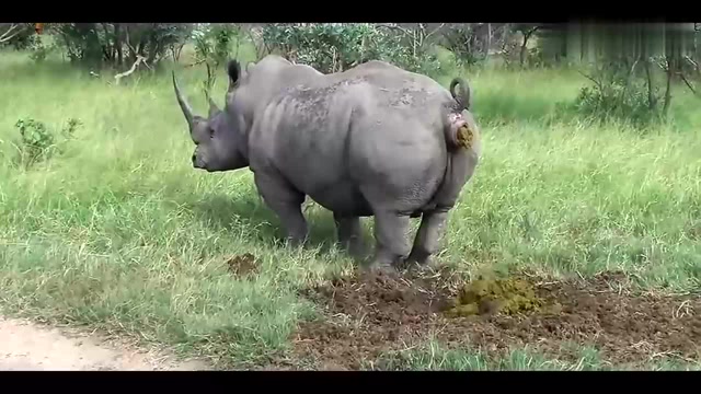 河马放屁惊天动地,吃饭的伙伴请注意了,这是一个有味道的视频