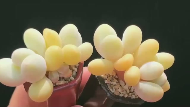 多肉植物鉴赏蛋黄奶