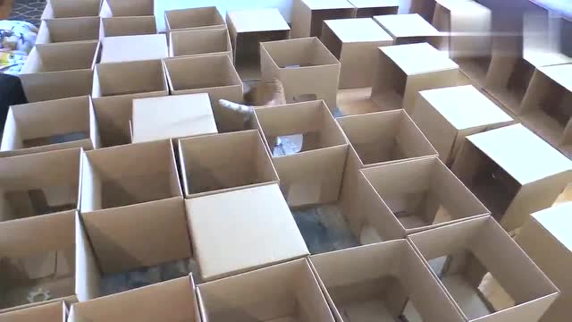 国外小哥用50个纸箱做迷宫,给家里的猫玩躲猫猫
