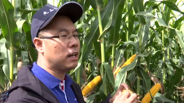 玉米新品种先玉1225丰产丰收