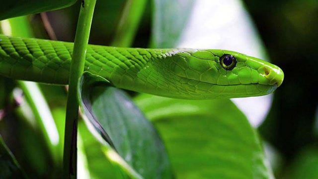 凶狠的黑曼巴蛇与害羞的绿曼巴蛇,缠绕在一起,打的这么激烈