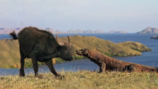 科莫多巨蜥杀伤力太强,只需一口猎物就死定了!与蜜獾相比谁更厉害