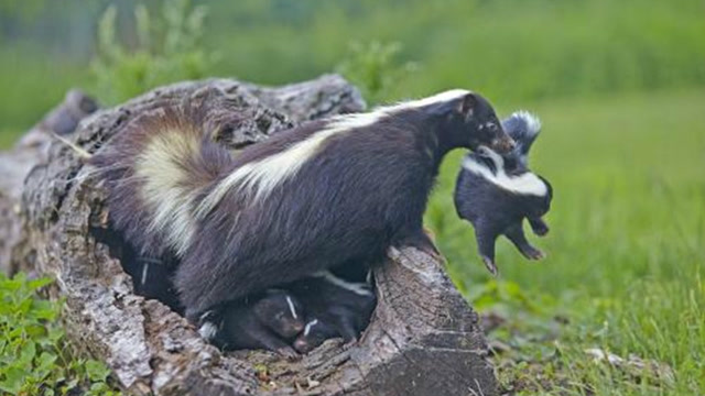 逃生专家,臭鼬刚露面,仓鼠妈妈瞬间带全家转移阵地