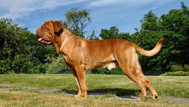 波尔多獒犬见过吗?长的真是太霸气了,比特没这么彪悍!