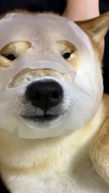 小柴犬敷面膜,今天也是一个精致的猪猪柴犬