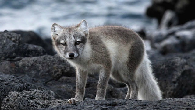 动物传奇 北极狐的捕猎方式
