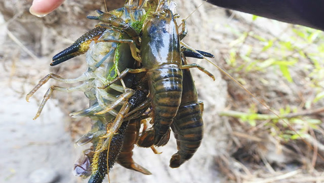 网捕蝲蛄虾,小时候绝对的美味,现在已经看不到了!