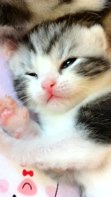 刚睡醒的小可爱,小奶猫这眼神太萌了!