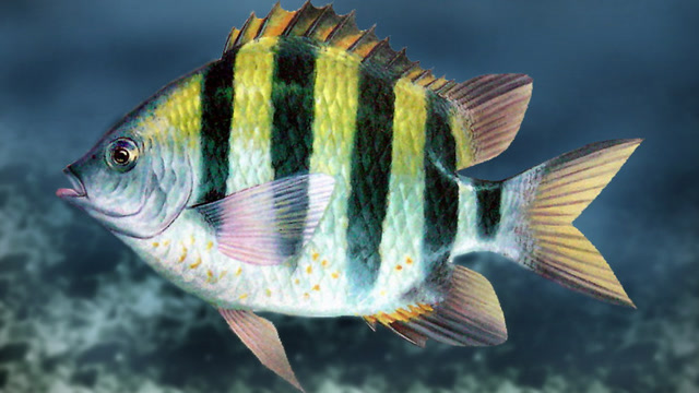 gladius水下实拍——五带豆娘鱼