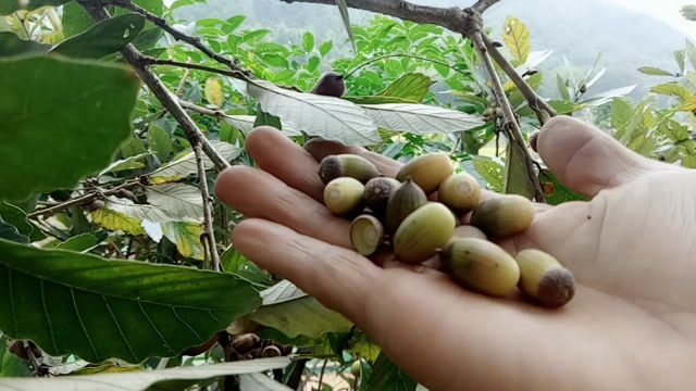 农村山上的野生橡果不仅可以食用,还对治疗泻痢有奇效,你认识吗