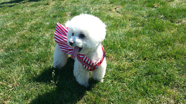 比熊和京巴掐架,看似强壮,最后却落荒而逃