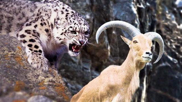 雪豹在悬崖捕食山羊,速度飞快如履平地,镜头拍下全过程