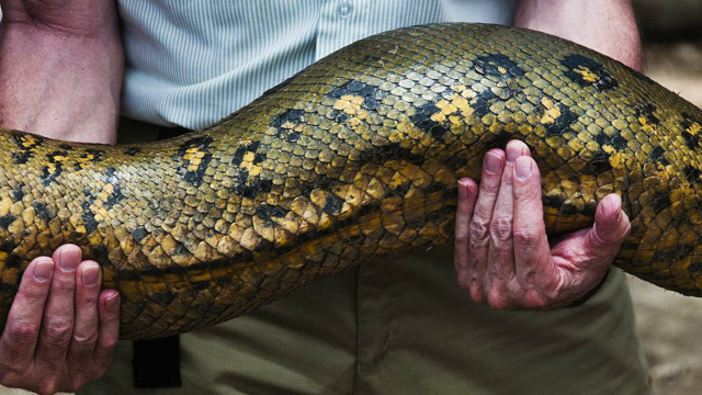 世界上最大的巨蟒 在亚马逊河流被抓捕