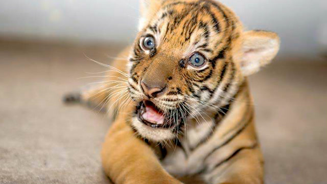 老虎幼崽撒娇卖萌,呆萌的模样可爱极了