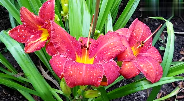 非常适合庭园栽种的花卉:一日百合种植经验分享