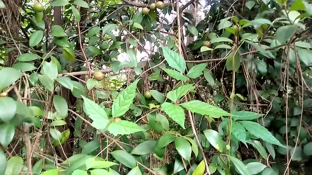 野生山茶油果子