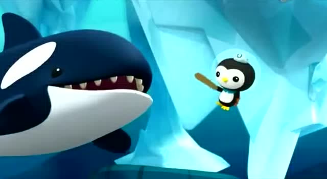 海底小纵队:北极虎鲸的体检