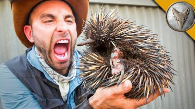 浑身带刺的刺猬,冒险家居然把它捧在手心里玩,网友:抗痛能力够强