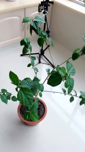 修剪木菊花,这么修剪才好