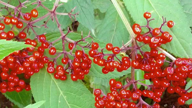 这种野草人称"排风藤",治跌打损伤是一绝功效强大,你见过吗?