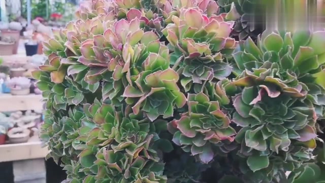 邵羞法师的缀化老桩,多肉缀化里的大哥大!