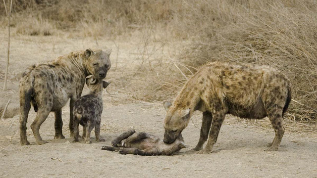 实拍:鬣狗大战野狗,鬣狗被活活吃掉,好恐怖!