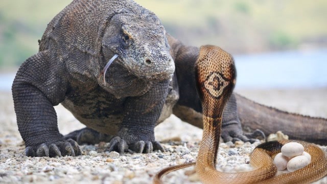 科莫多龙捕捉眼镜王蛇!-动物奇观