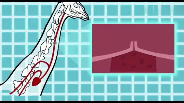 动物兄弟:长颈鹿具有特殊的特征,拥有超级强大心脏!