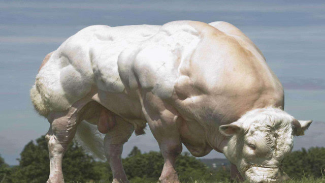 9.比利时蓝白花牛下