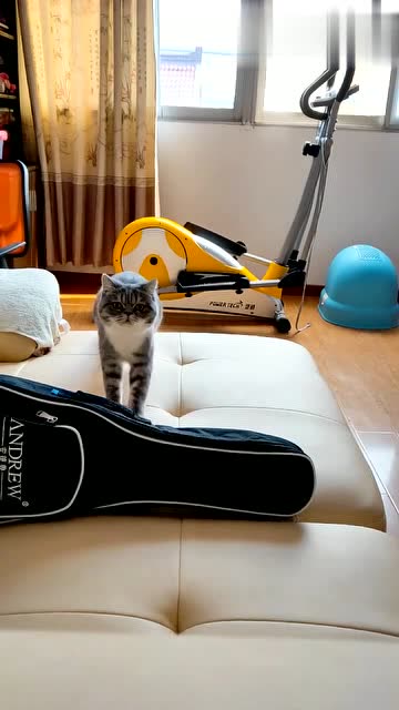 这只猫扑过来的一瞬间,我感觉自己有猫了真的很帅气