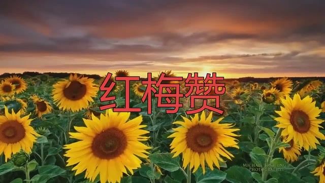 歌曲《红梅赞》,经降央卓玛这么一唱,简直是太好听了