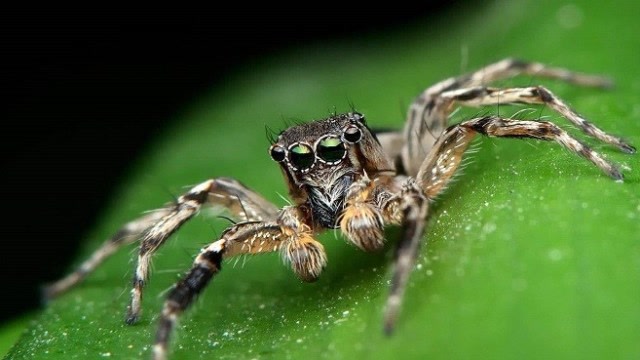 号称最萌蜘蛛的它,经常被误认为花朵,身上长了八只眼睛神似外星人