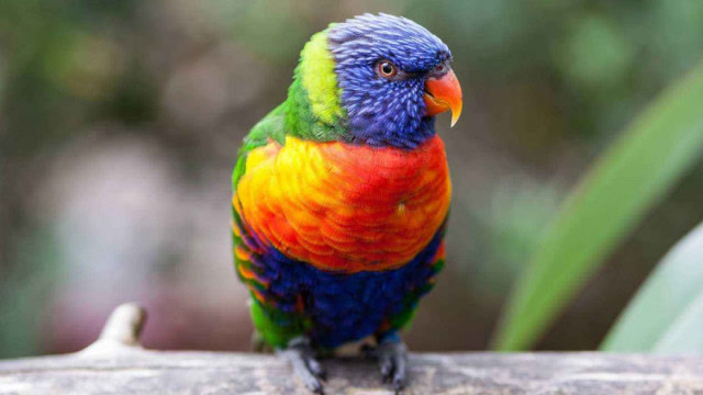 鹦鹉老奶奶相伴50多年,临终前与老人深情道别