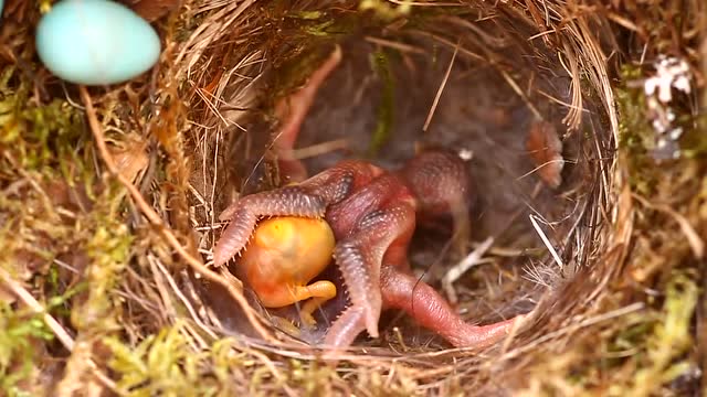 贼贼的布谷鸟把鸟蛋产在其它鸟窝,小鸟出生后会把其它幼鸟挤出窝
