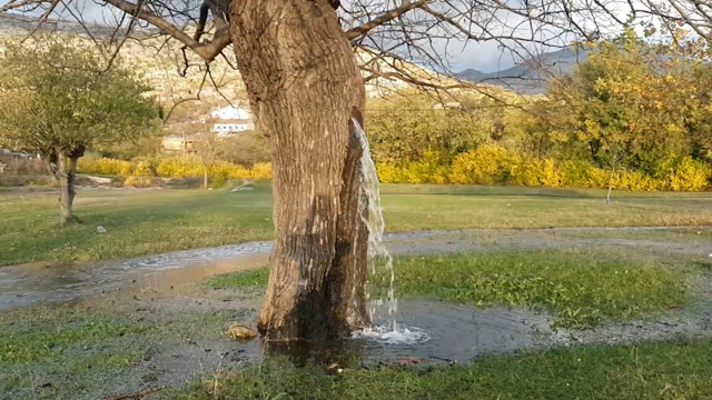 全球唯一会"喷水"的树,几十年没有停息,水从哪里来的?