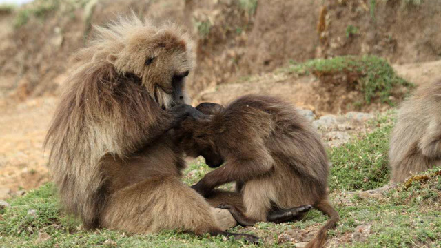 干旱季节,狮子捕获一只猴子,狮群看来犹如稀世珍宝