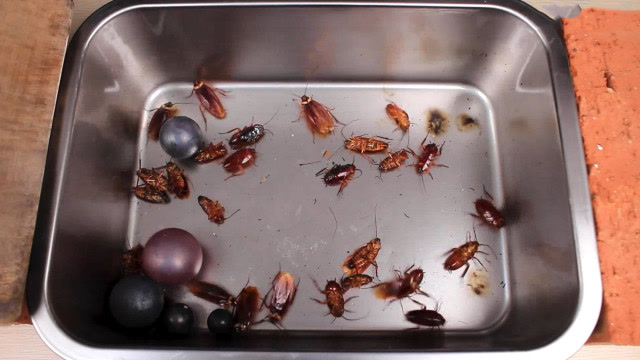 把烧至1000度的铁球丢进蟑螂堆会怎么样?前方高能