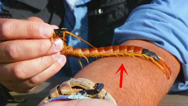 被蜈蚣咬一口会是什么感觉?老外作死亲身体验,疼的一阵惨叫!