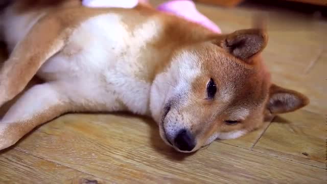 萌宠 废柴犬大哥享受着女主人的大脚丫子折磨,舒服的站不起来了