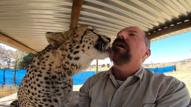 豹子舌头长满倒刺,被舔一口真会掉层皮吗?老外亲身试验告诉你答案