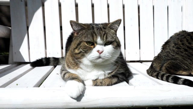 两只猫大叔的智商真是高啊,居然会玩秋千椅