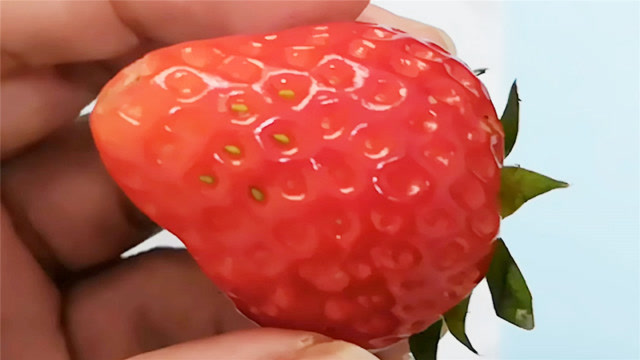 爸爸给萌娃吃"无籽草莓",看儿子吃的样子,辛苦一个多小时也值
