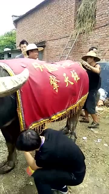 擎天柱牛王(擎天柱牛王死因)