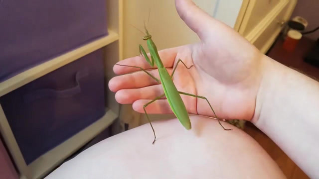 中国亮斧螳螂东渡日本,还驱逐日本螳螂,网友:为国争光