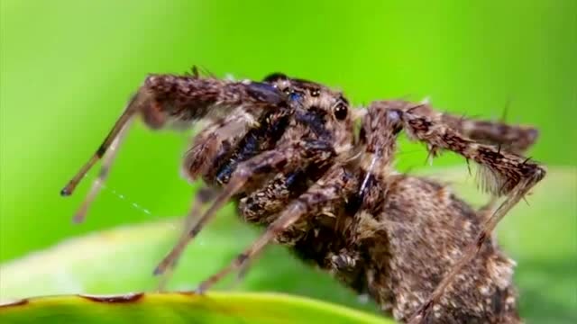 猎捕:为了避免被喷液蜘蛛伤到,跳蛛悄悄的尾随着喷液蜘蛛