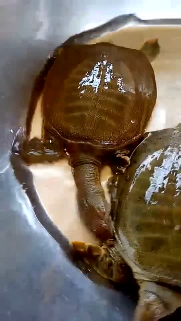 两只水鱼在打架.好精彩哦!