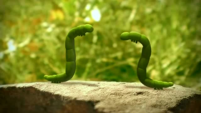 毛毛虫准备去吃小树上的树叶却发现树叶一下就被另一只吃光了