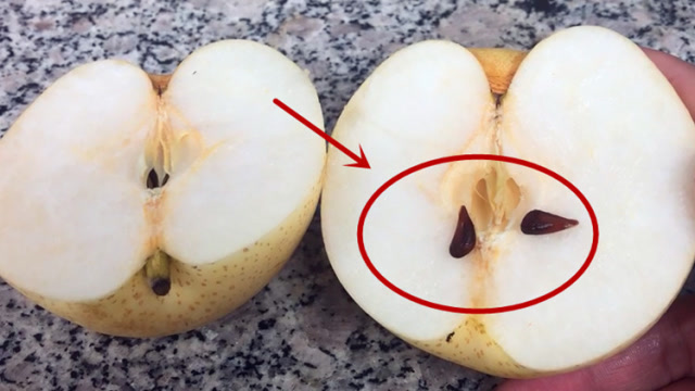 梨籽的功效与作用(梨籽价值和用途有哪些)